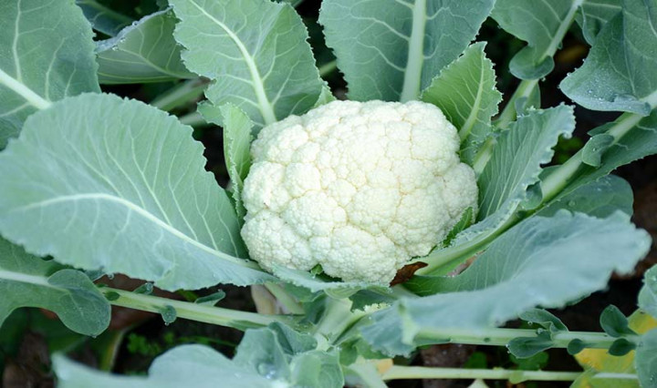 cauliflower gardening tips